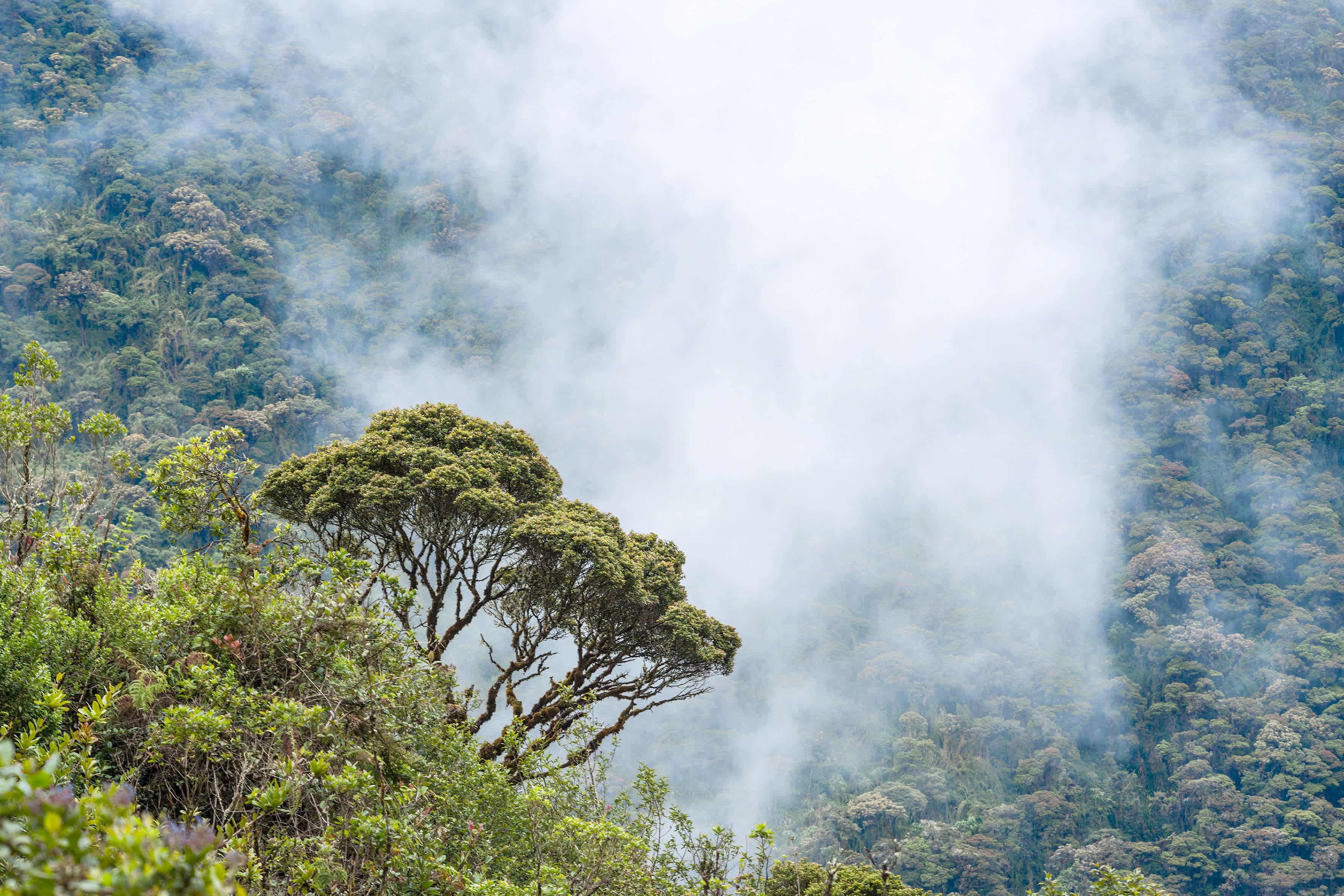 Brouillard sur les collines près de Macas, Andes, Équateur