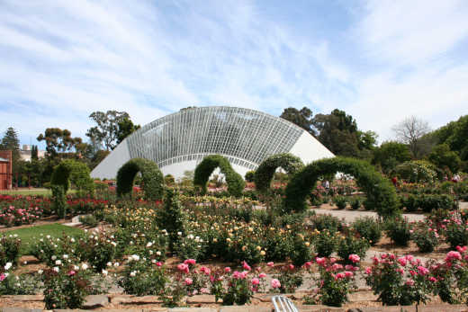 Rose garden in the Adelaide Botanic Gardens, Australia. 
