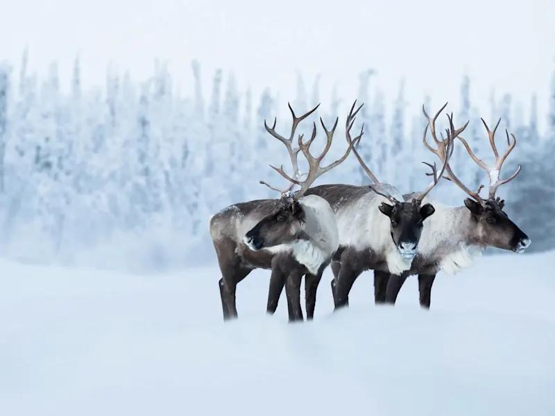 Drei Rentiere in schneebedeckter Winterlandschaft mit gefrorenen Bäumen. Lappland, Norwegen.