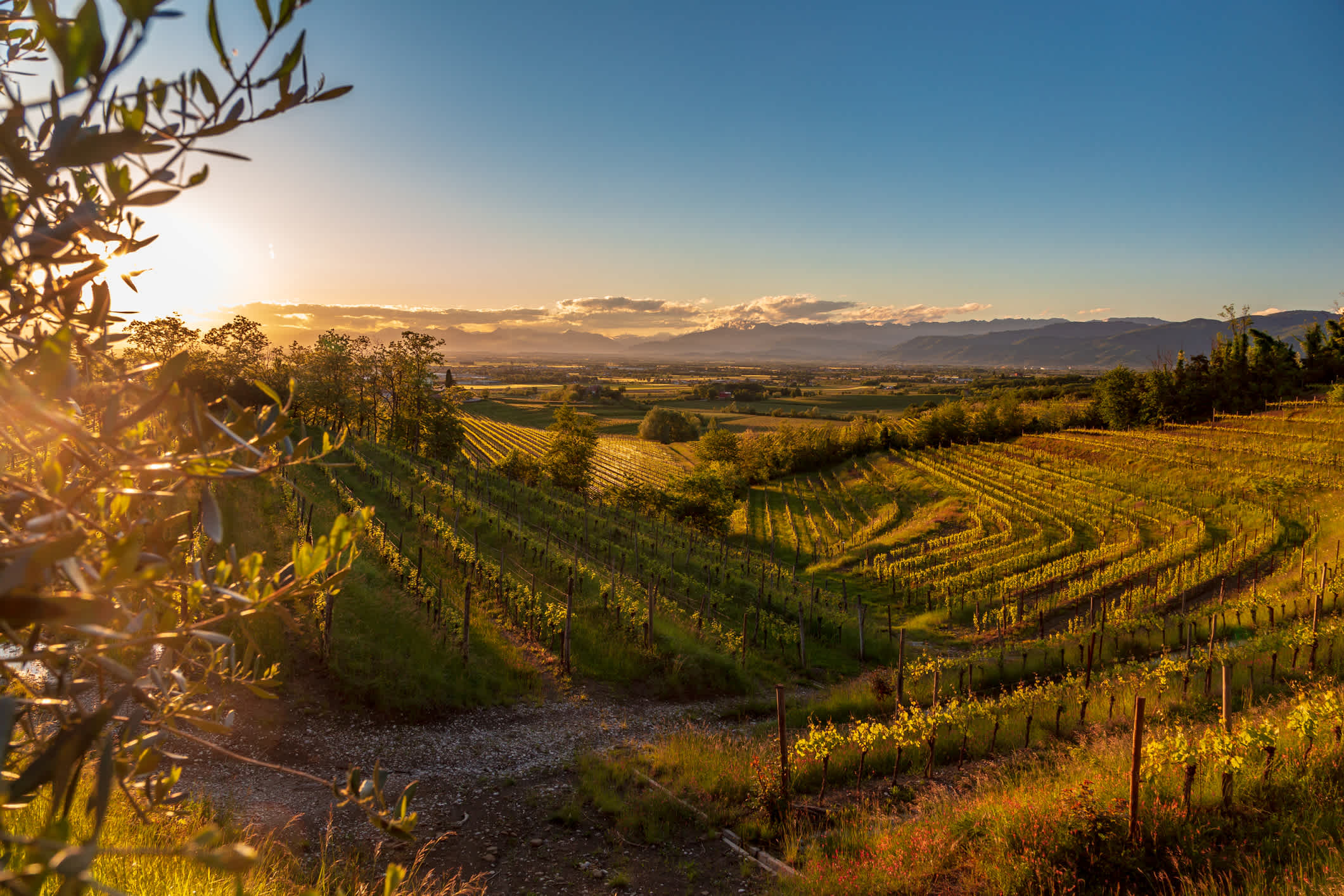 Coucher de soleil printanier dans les vignobles de Rosazzo, Frioul-Vénétie julienne, Italie