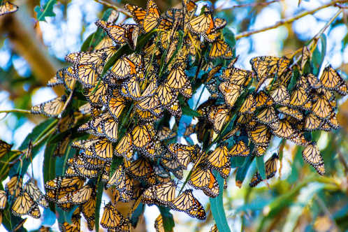 Monarchfalter während ihrer jährlichen Wanderung zur Pazifikküstengemeinde Pismo Beach, Kalifornien.
