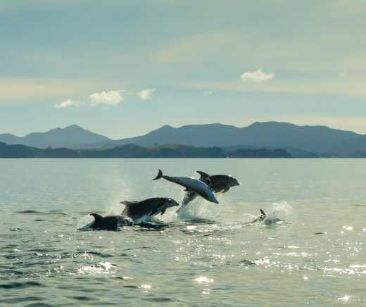 Delfine in der Bay of Islands, Neuseeland.