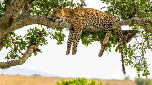 Während_einer_Safari_schläft_ein_Leopard_vollgefressen_auf_einem_Baum