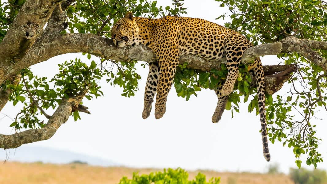 See leopards sleeping in their natural habitat on a Serengeti safari