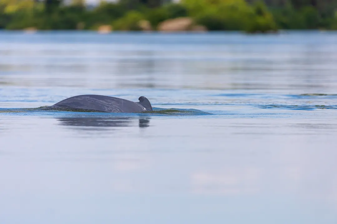 Kambodscha, Kratie Der Irrawaddy-Delfin am Mekong, Kratie, Kambodscha