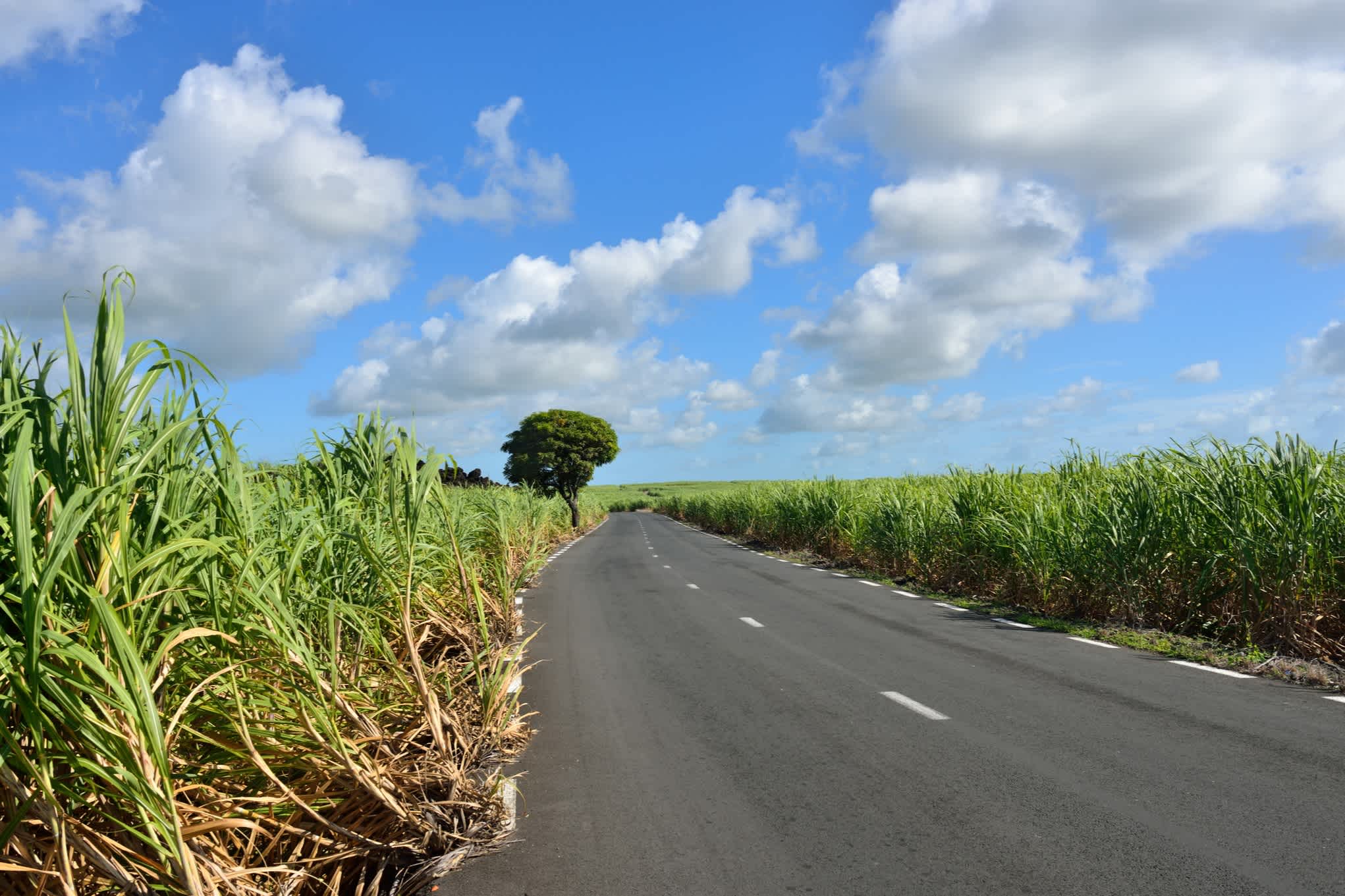 Route à travers les plantations de canne à sucre