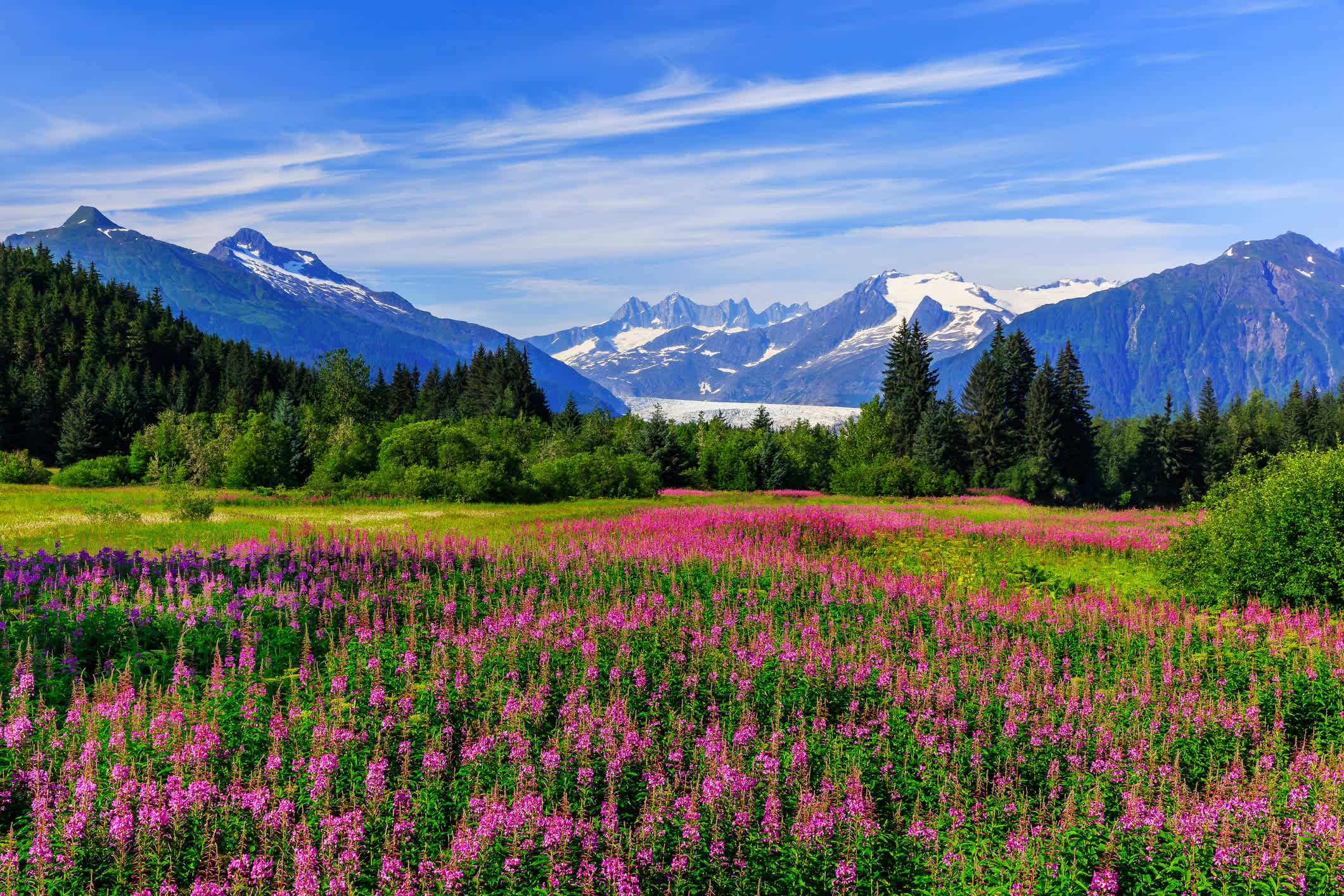 Prairie fleurie et montagnes en arrière plan à Juneau, en Alaska