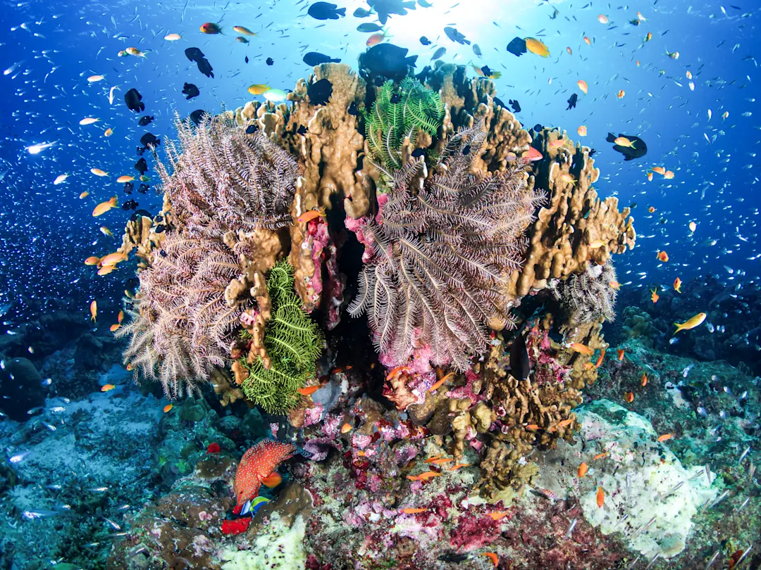 Lebendige Korallenriffe mit bunten Fischen unter Wasser. Similan-Inseln, Thailand.