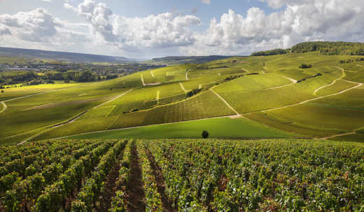 View of the Bordeaux wine region in France