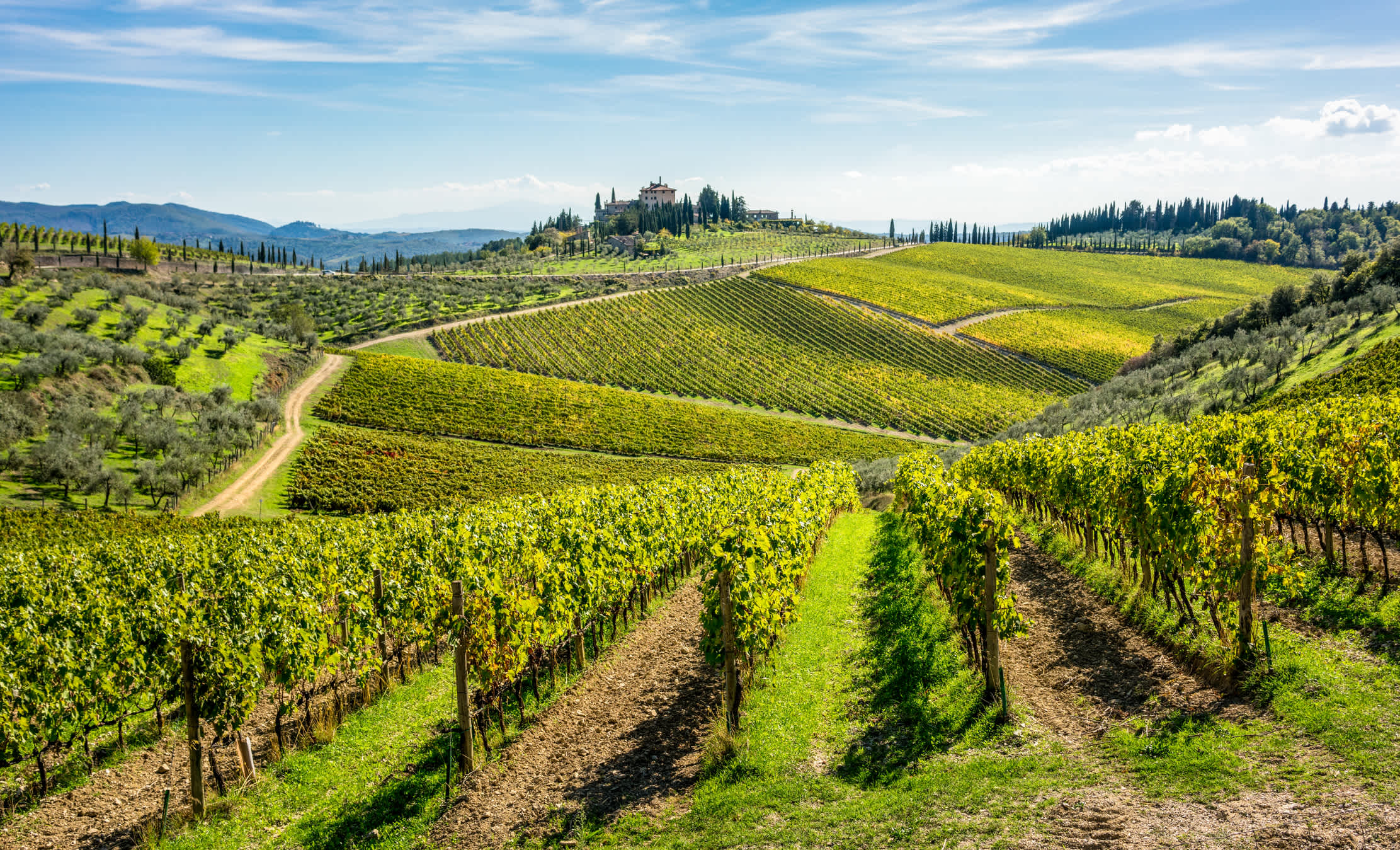 Wine region, vineyard
