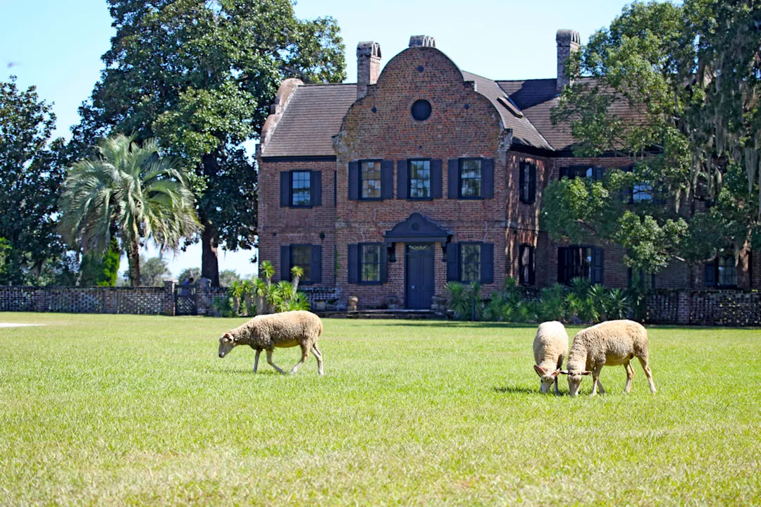 Middleton Place, Charleston Grasen in Middleton Place