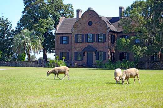 Pâturage à Middleton Place