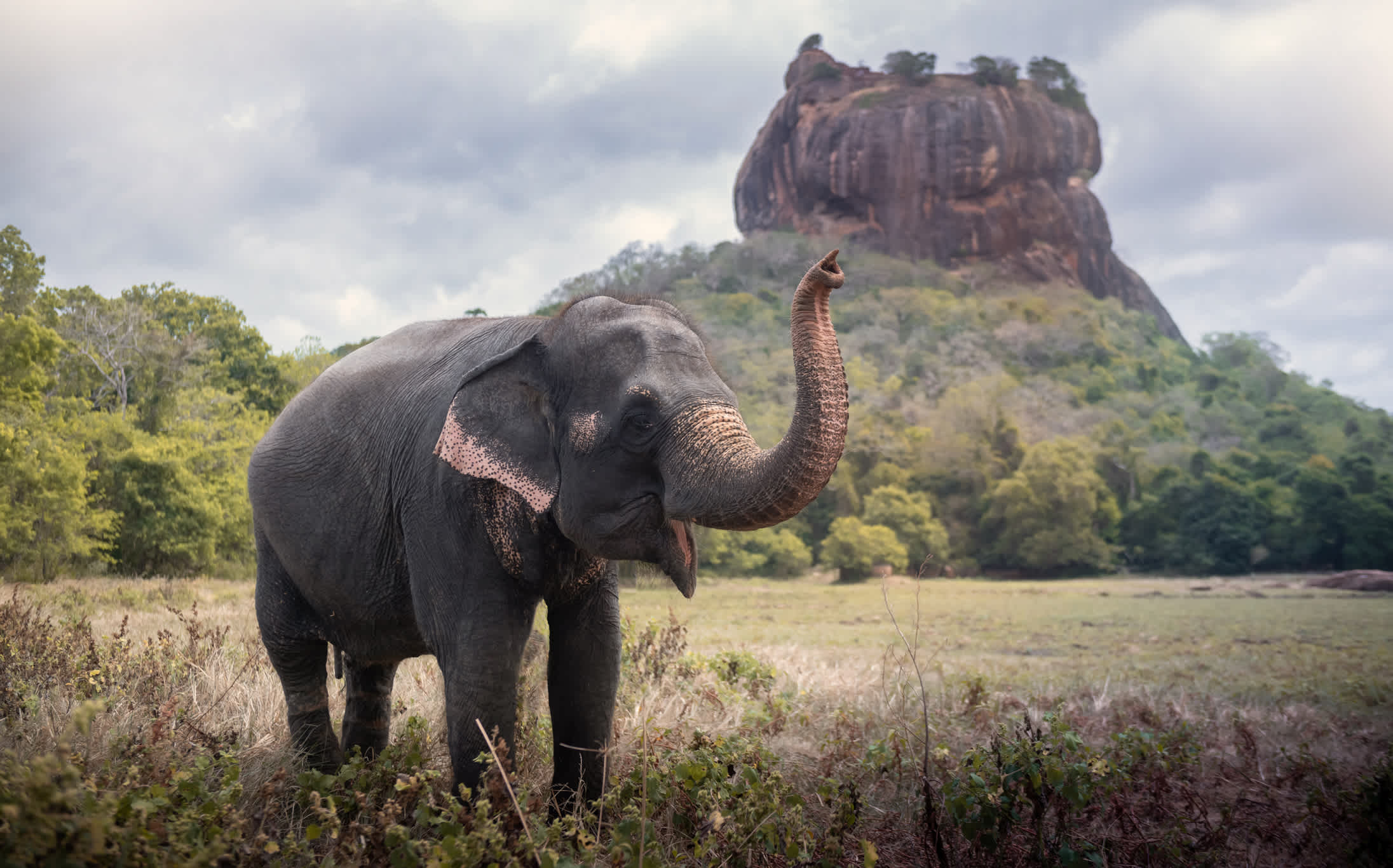 Eléphant dans la nature près d'Habarana Village au Sri Lanka