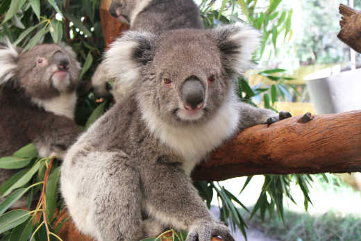 Observez les koalas au Lone Pine Koala Sanctuary pendant votre voyage à Brisbane.