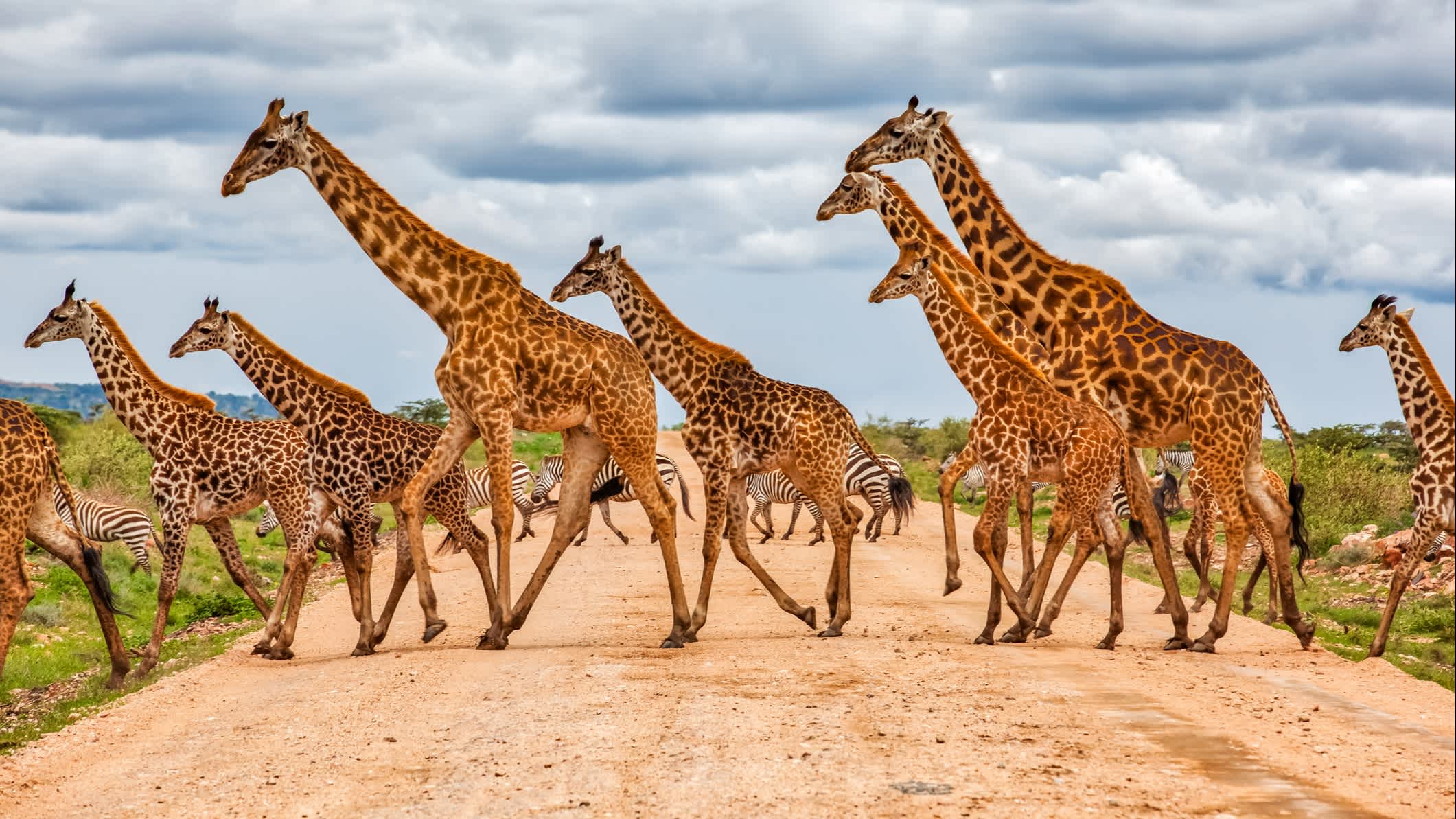 Une armée de girafes avec des zèbres traversent un sentier au Kenya