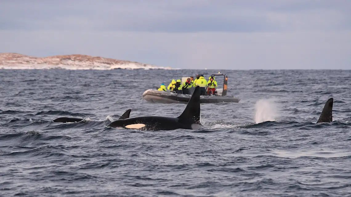 Norwegen, Tromsø, Walbeobachtung Orcas oder Schwertwale beobachtet von dem Boot, Kaldfjord, Tromsø, Norwegen.