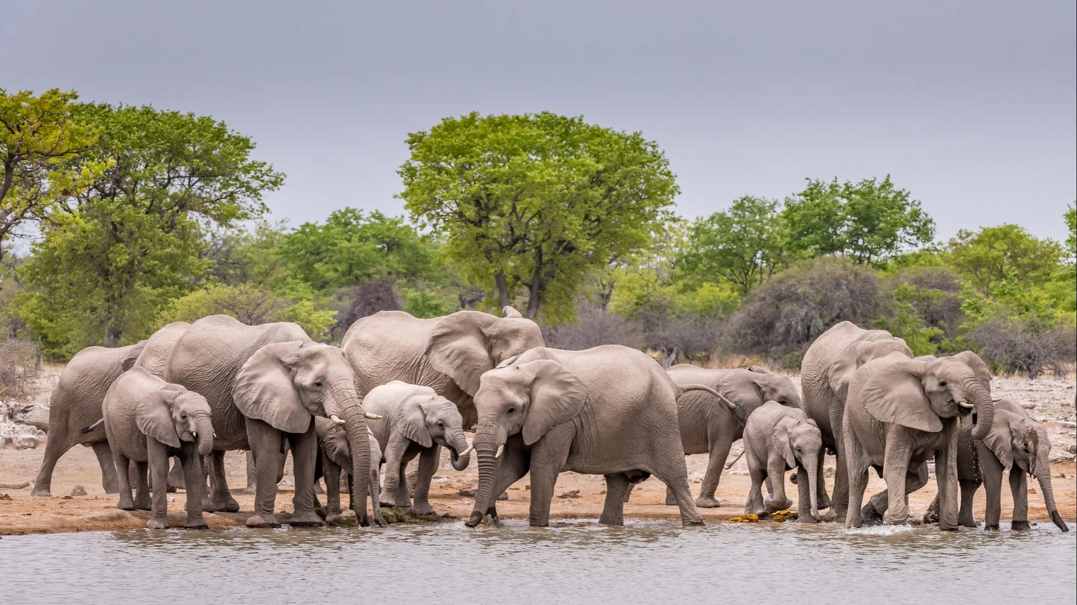 Petit troupeau d'éléphants s'abreuvant à un point d'eau à Etosha, Namibie

