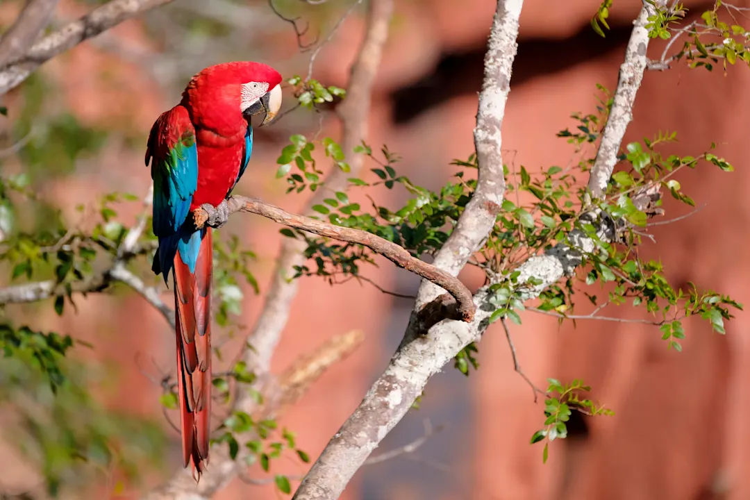 Ara Chloropterus in der Nähe von Bonito, Pantanal, Brasilien.