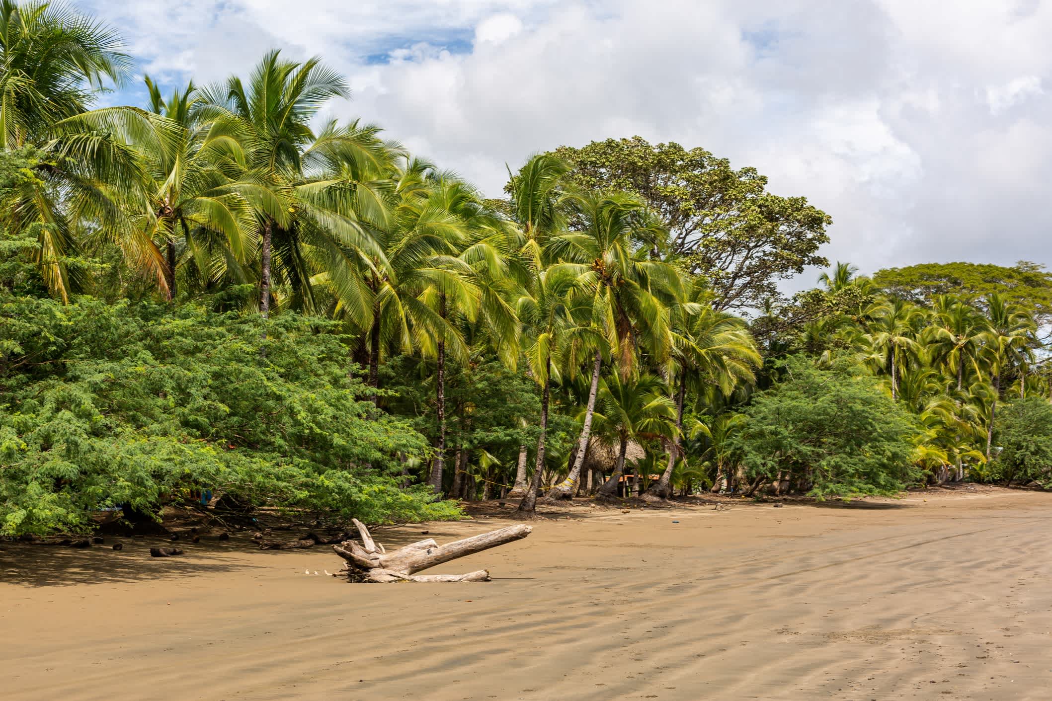 Wunderschöne Landschaft eines Strandes voller verschiedener Arten von grünen Pflanzen in Santa Catalina, Panama
