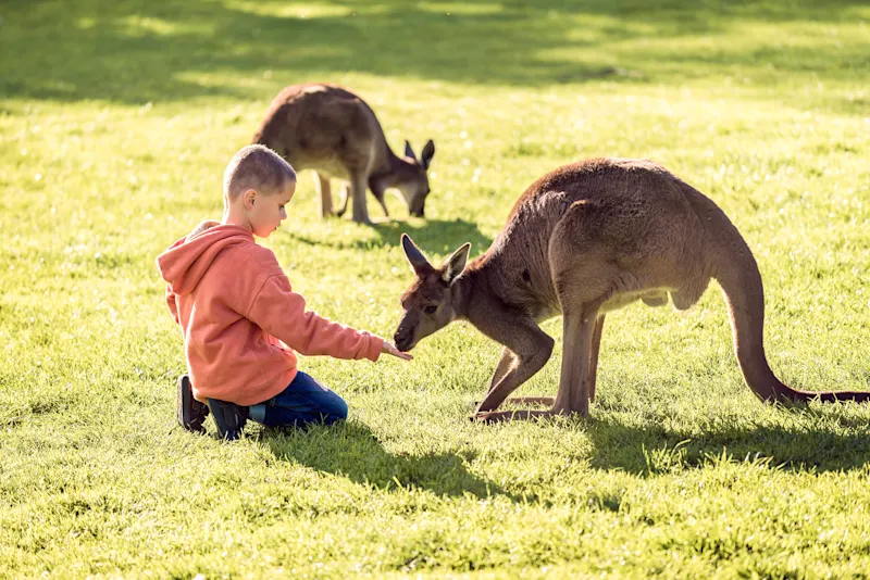 Kind Kängurus Australien Kind füttert ein Känguru, Australien