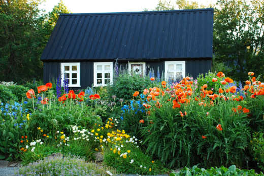 Entdecken Sie die Farbenpracht in der Ruheoase des Botanischen Gartens von Akureyri.