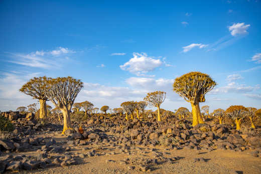 Arbres devant un paysage rocheux, désert du Kalahari, en Namibie