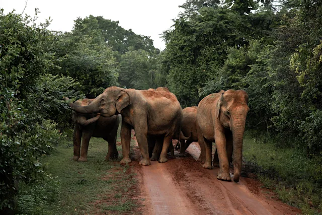 Mystische Sri Lanka Safari 