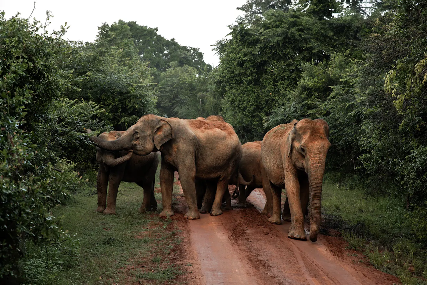 Yala, Südprovinz, Sri Lanka Elefantenfamilie im Yala-Nationalpark gesichtet in Yala, Südprovinz, Sri Lanka