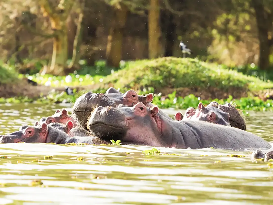 Flusspferde ruhen im Wasser mit grünem Ufer im Hintergrund. Lake Naivasha, Kenia.