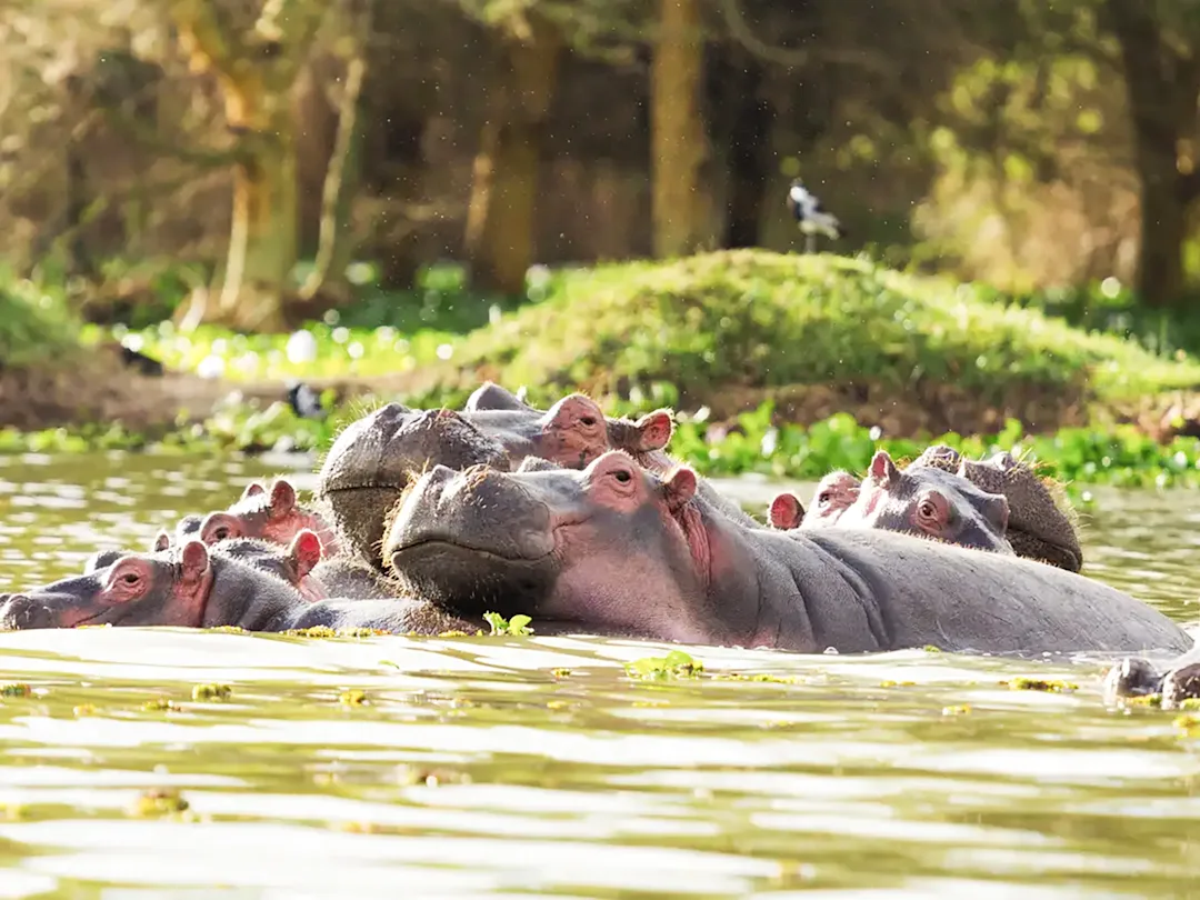 Séjour au Kenya safari et plage