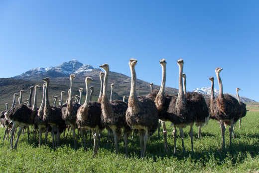 Découvrez Oudtshoorn pendant votre voyage en Afrique du Sud et ses fermes d'autruches, un animal phare de la région.