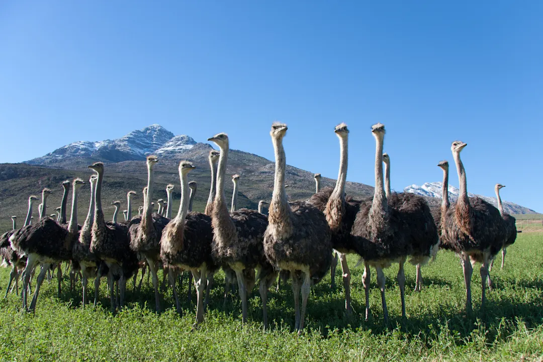 Straußenfarm - Oudtshoorn - Südafrika Straußenfarm - Oudtshoorn - Südafrika