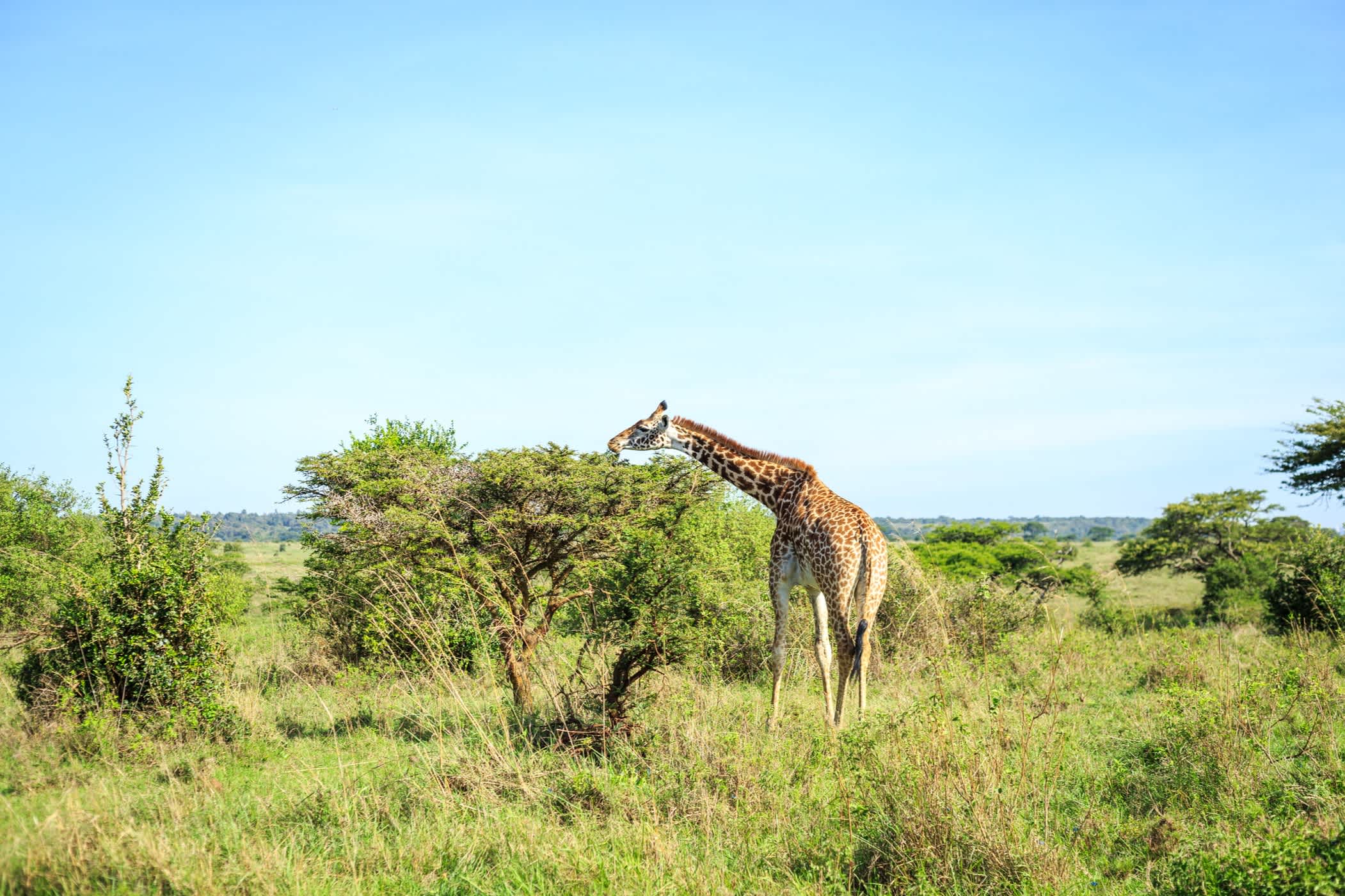 Girafe au parc de Nairobi