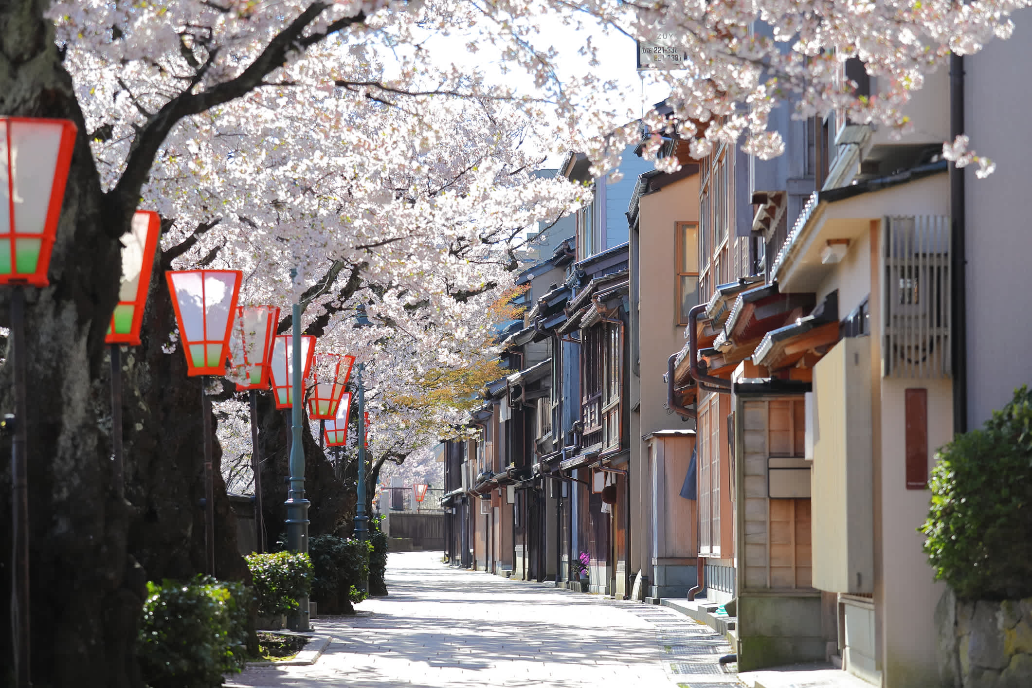 Cerisier en fleurs Higashiyama Maison de thé vieille maison rue Kanazawa Japon