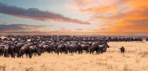La grande migration du gnou dans le parc national du Serengeti, en Tanzanie.