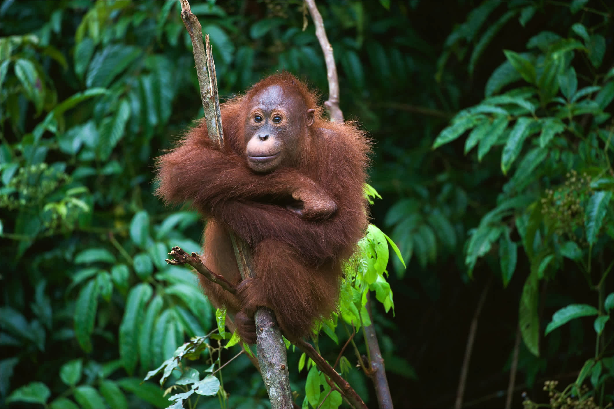 Jeune orang-outan sur un arbre, parc national de Batang Ai, Malaisie