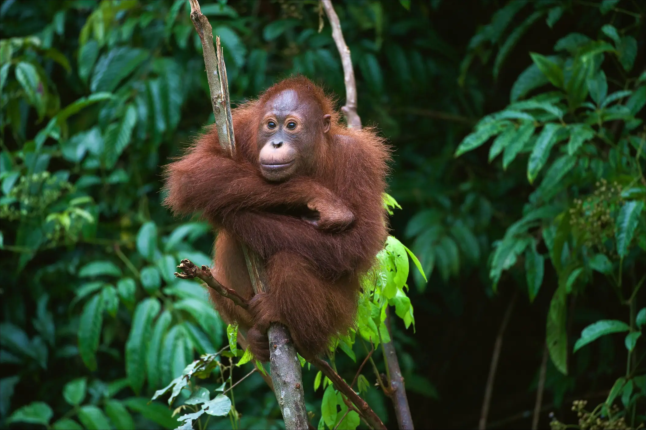 Malaysia, Batang Ai Nationalpark Junger Orang-Utan auf dem Baum, Batang Ai Nationalpark, Malaysia