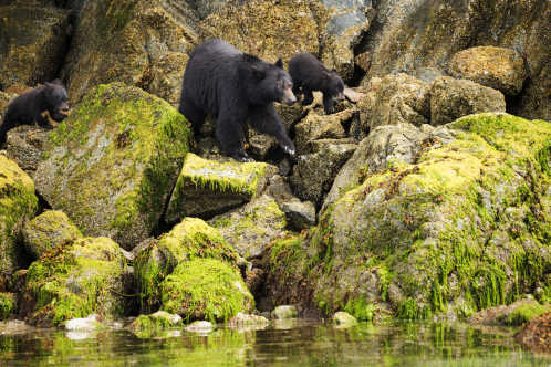 Schwarzbärenfamilie an der Meeresküste in Tofino, Vancouver Island, British Columbia, Kanada
