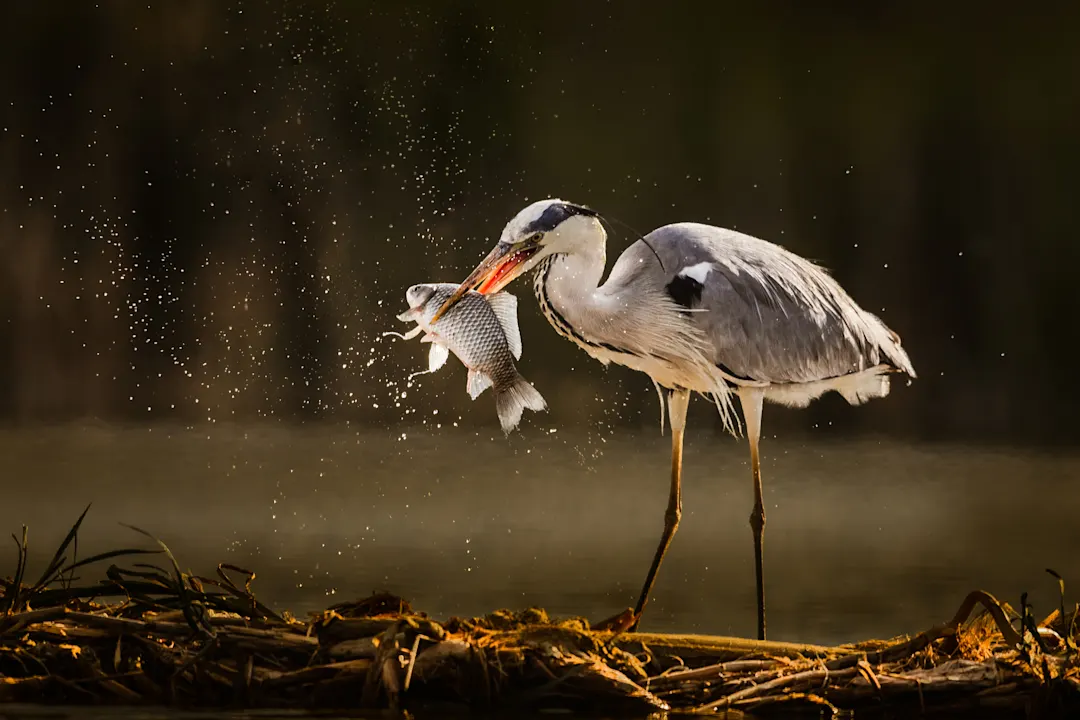 Afrika, Graureiher Graureiher fängt Fische in der Wildnis in Afrika