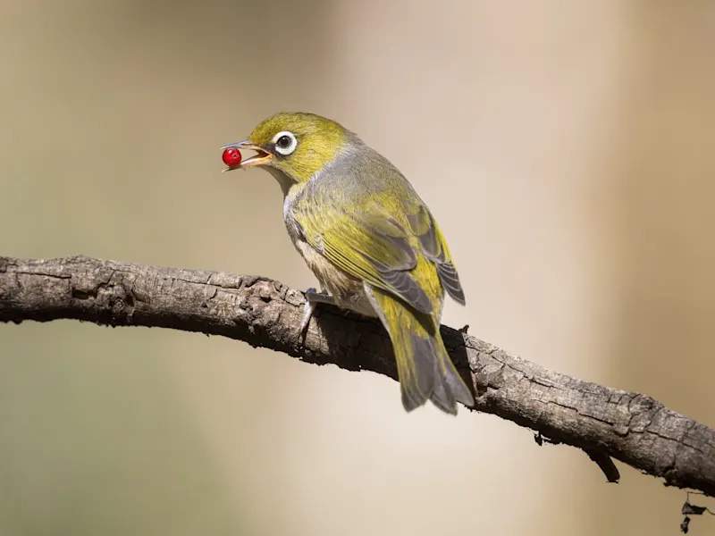 Hobart, Vogel, Australien Zarter gelb-grüner Vogel mit einer roten Beere im Schnabel, sitzt auf einem Ast. Hobart, Tasmanien, Australien.