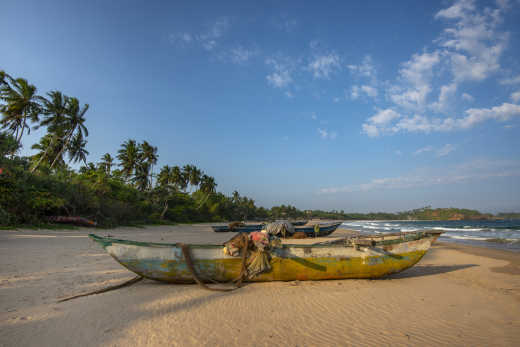 Traditionelle srilankische Fischerboote, gesäumt am Strand mit dem Regenwald im Hintergrund.