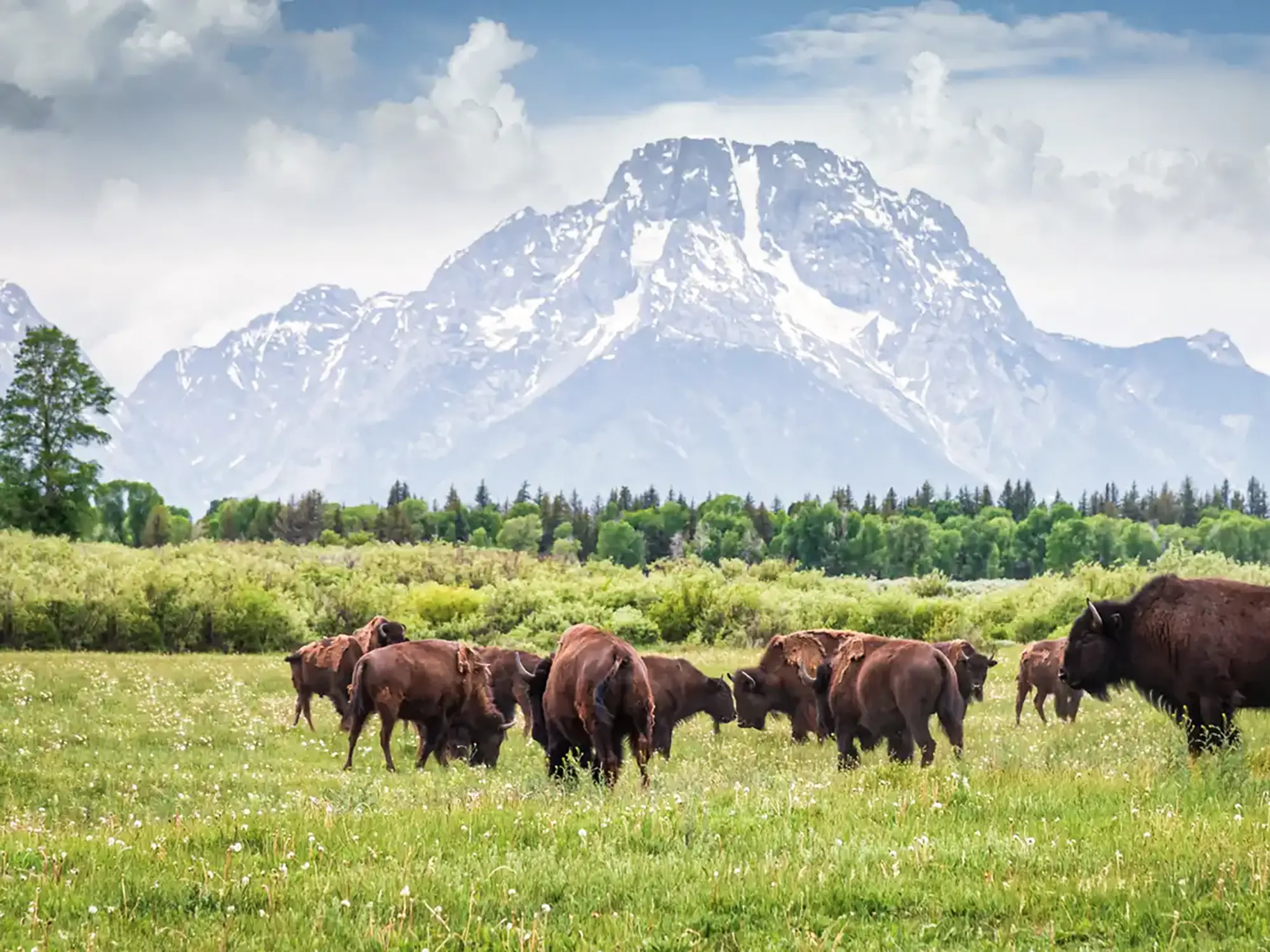 Bisonherde vor schneebedeckten Bergen. Grand Teton NP, Wyoming, USA.
