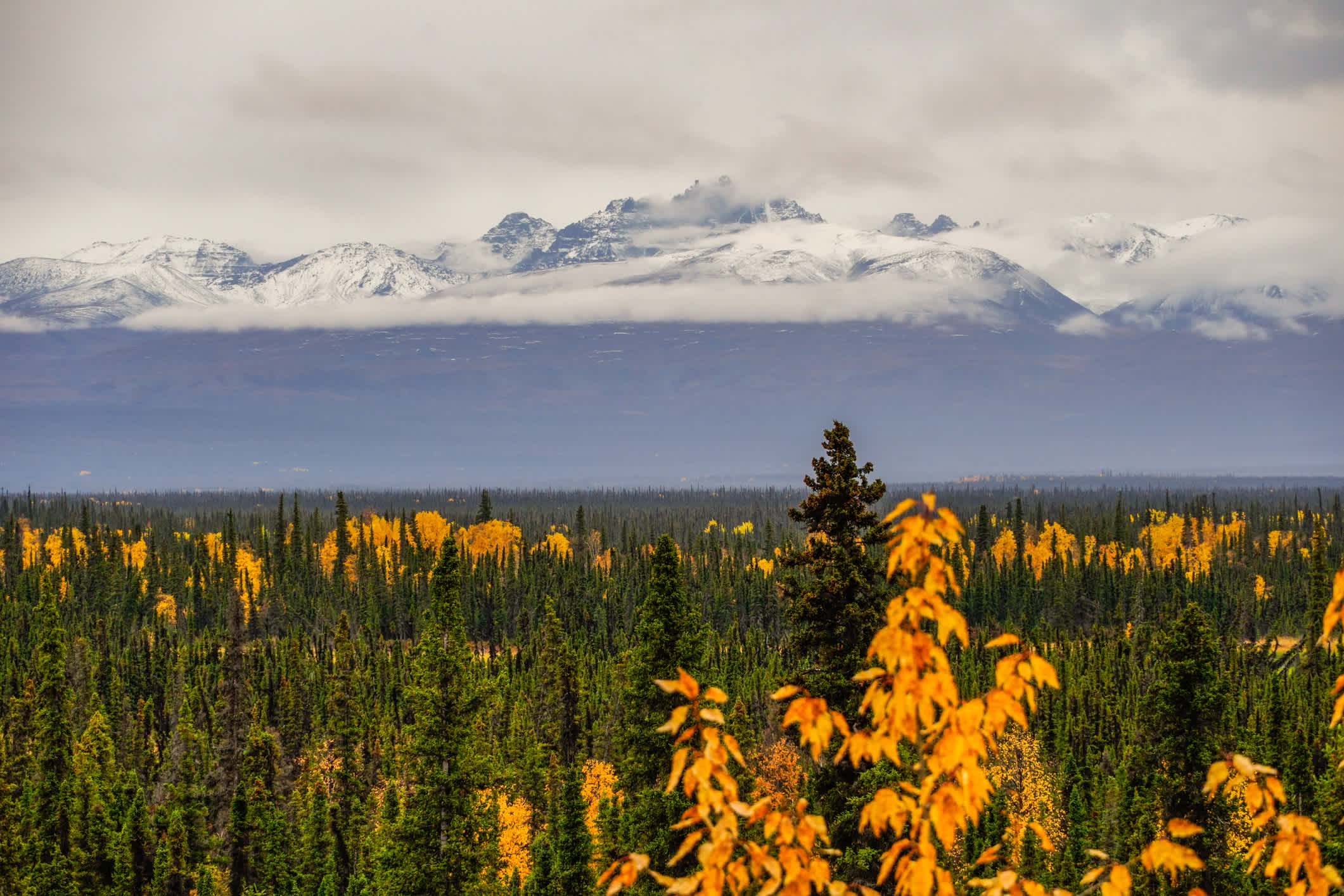 Vue du parc national de Wrangell-Saint Elias depuis la Glenn Highway près de Tok, Alaska, États-Unis.

