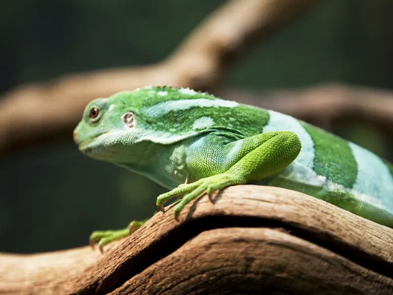 Denarau, Viti Levu, leguan, Fidschi Nahaufnahme einer grünen Fidschi-Leguan-Eidechse auf einem Ast. Denarau, Viti Levu, Fidschi.