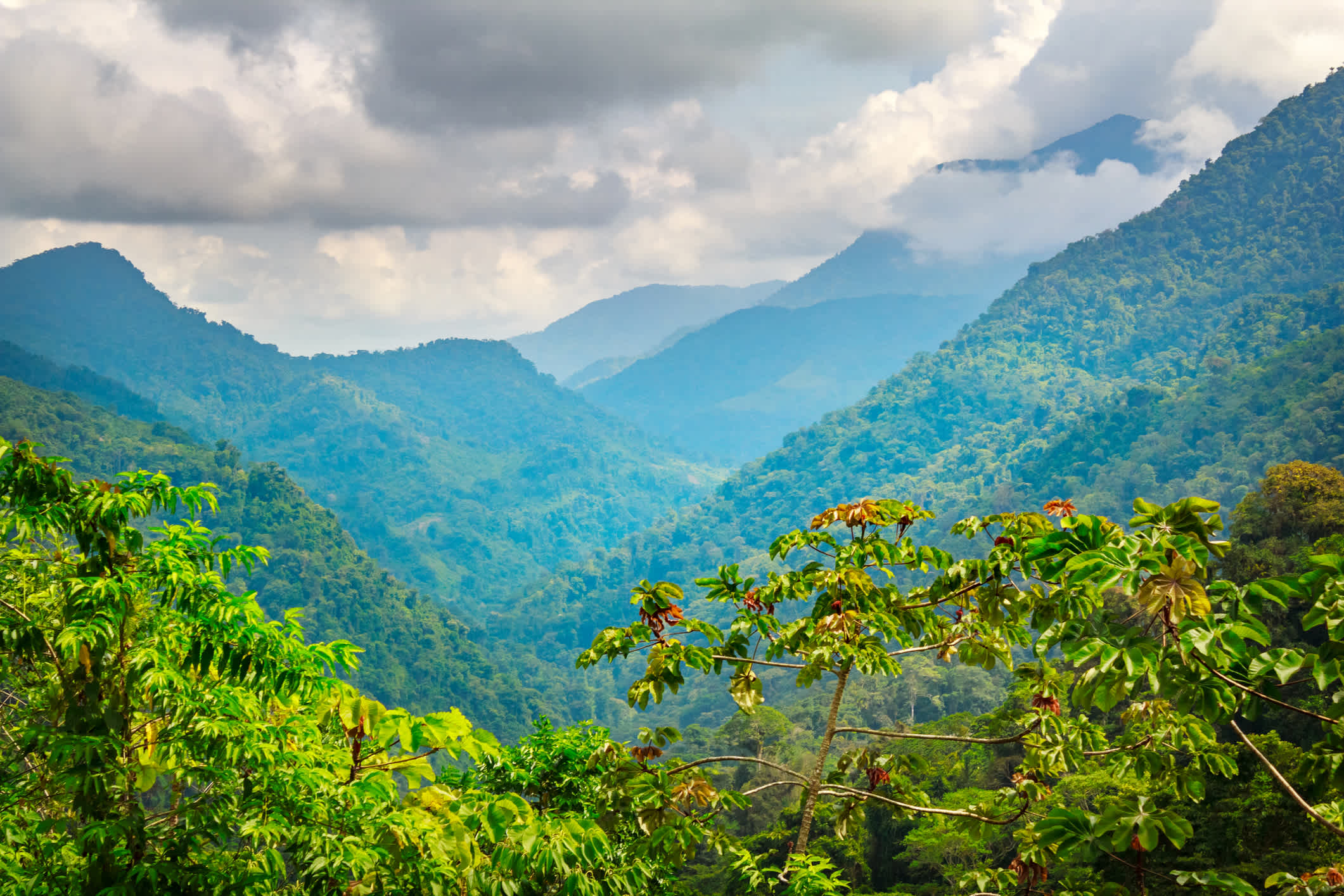 Vue de la végétation dans les montagnes de la Sierra Nevada, près de la Cité perdue, en Colombie.