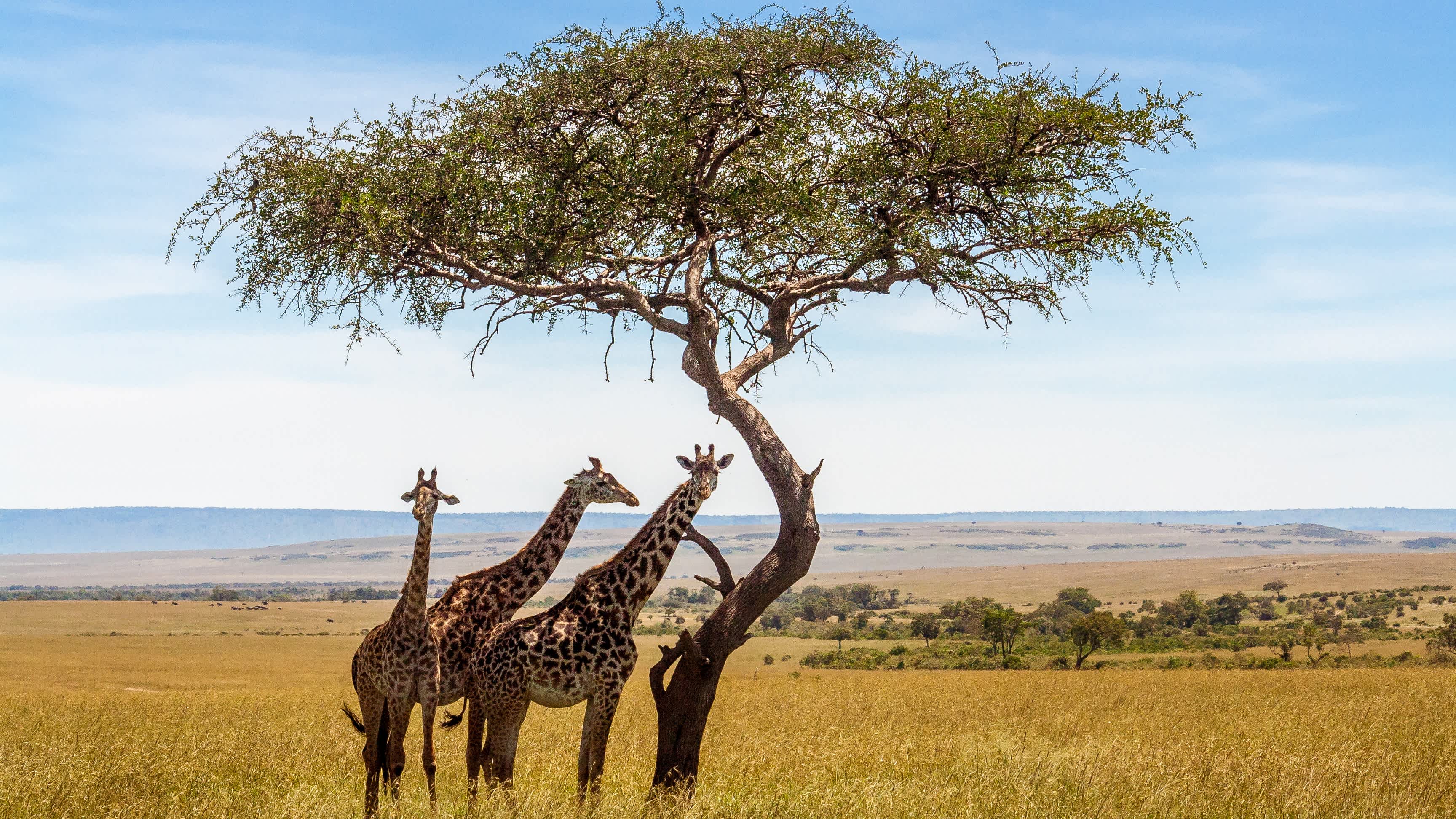 Trois girafes sous un acacia dans la savane africaine