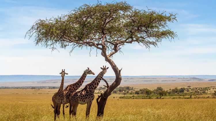 Drei Giraffen unter einem Akazienbaum in der afrikanischen Savanne