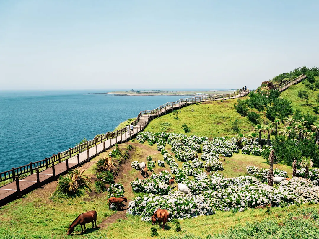 Malerischer Weg mit Hortensien und Blick auf das Meer. Seongsan Ilchulbong, Jeju, Südkorea.