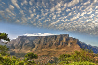 Table Mountain National Park near Cape Town in South Africa. 