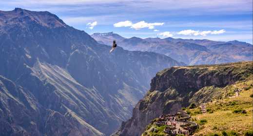 Condor beobachtet am Colca Canyon in Peru